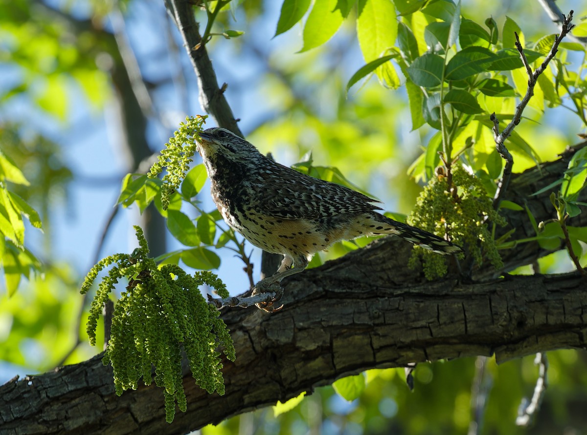Cactus Wren - ML567014601