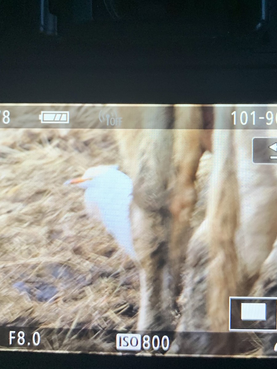 Western Cattle-Egret - ML567015141