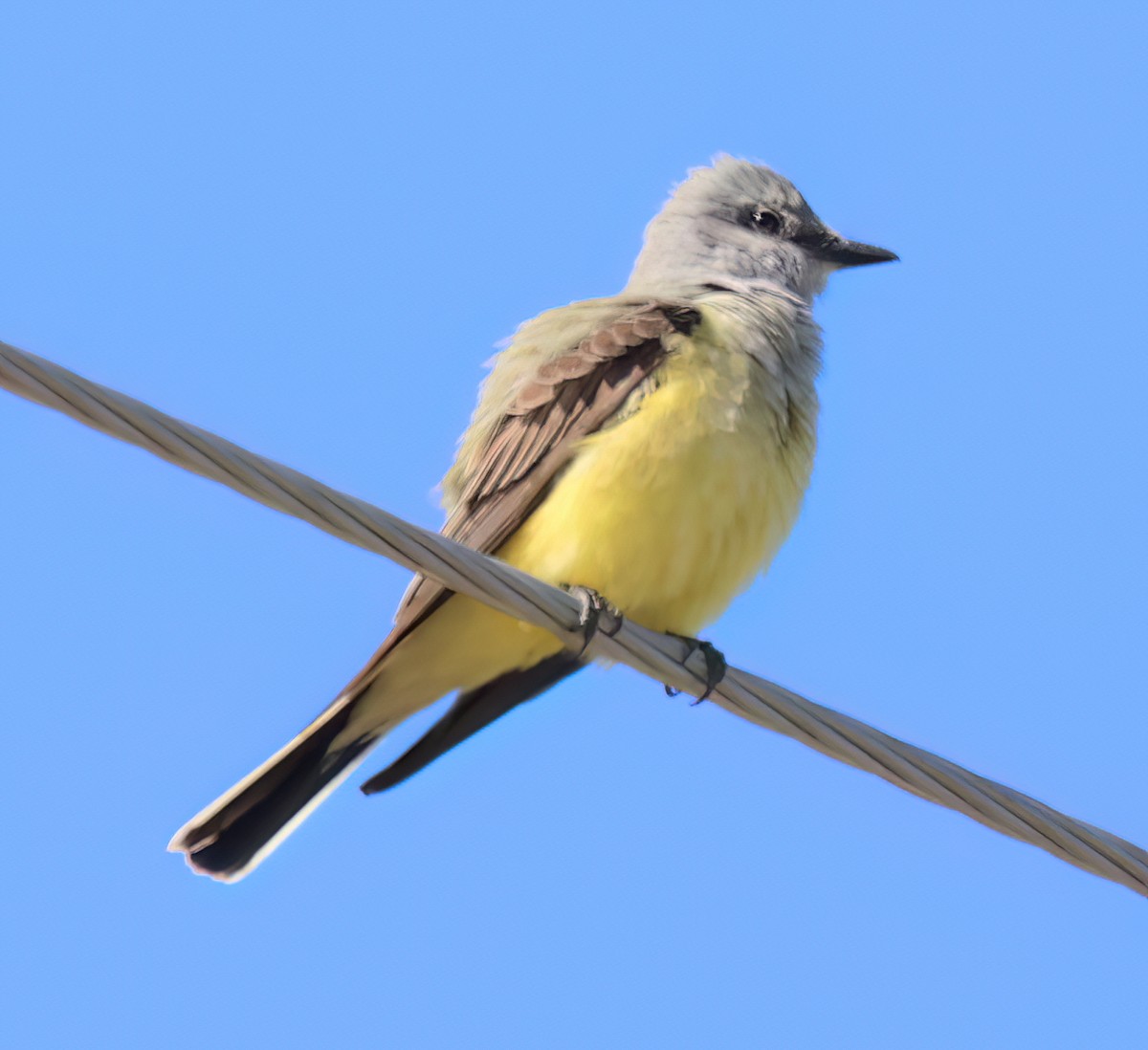 Western Kingbird - Charlotte Byers