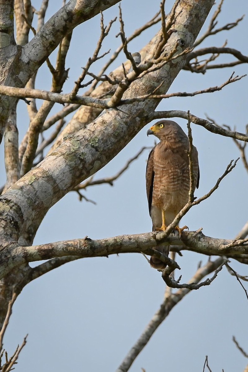 Roadside Hawk - Mike Gladysz and Mandy Weger