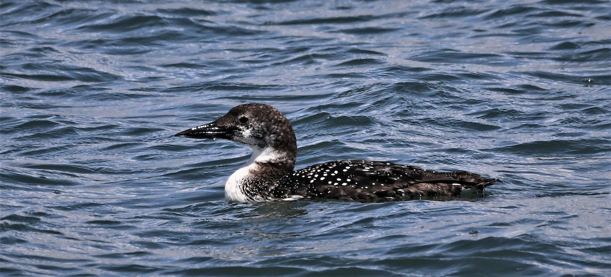 Common Loon - ML567017601