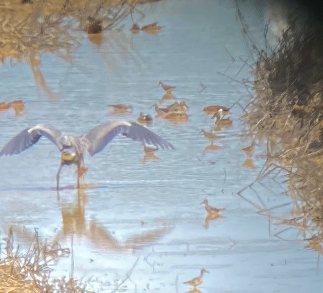 Lesser Yellowlegs - ML567017871