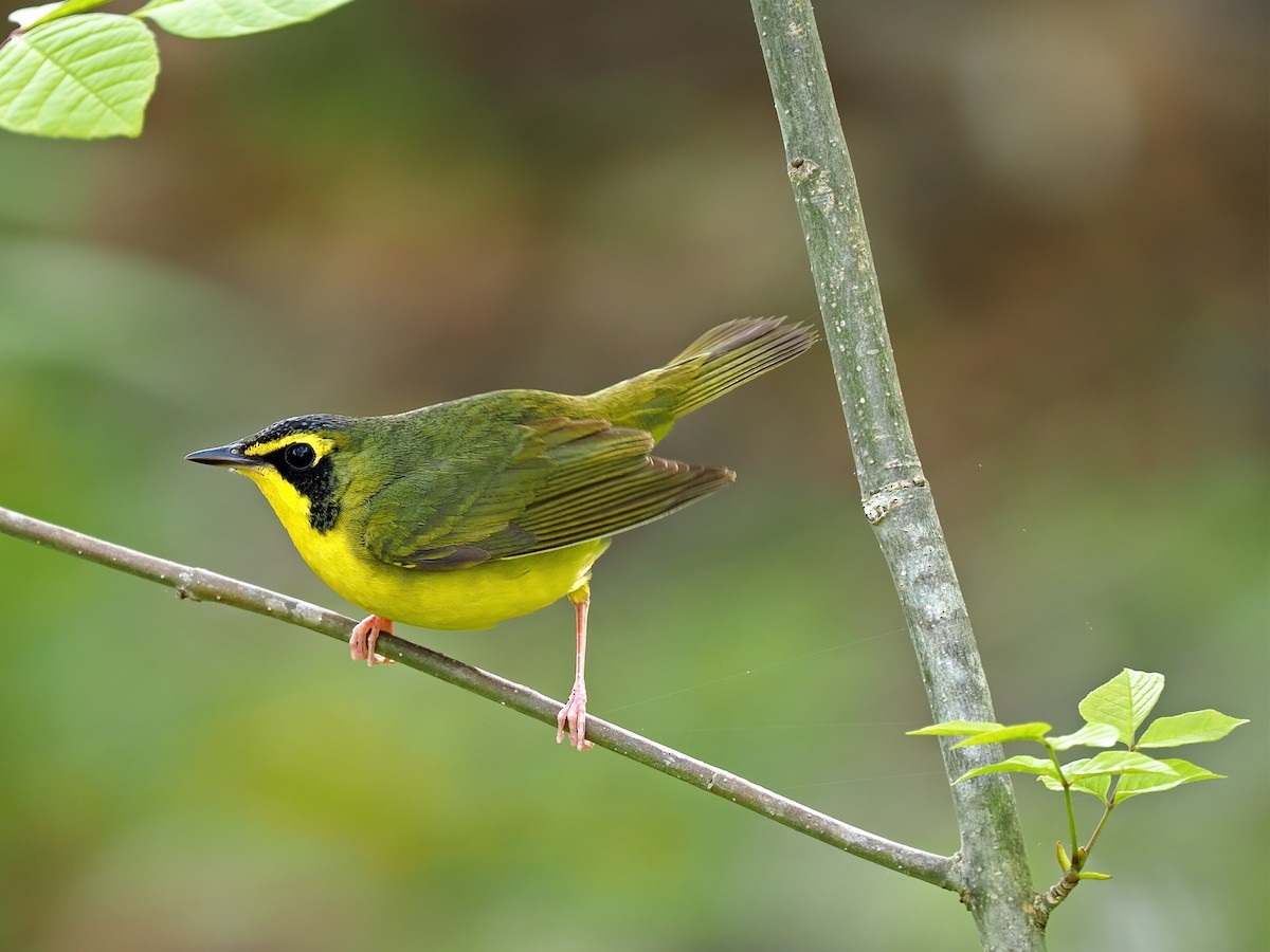 Kentucky Warbler - Gary Mueller