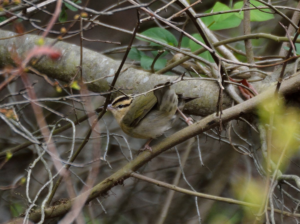 Paruline vermivore - ML56702101