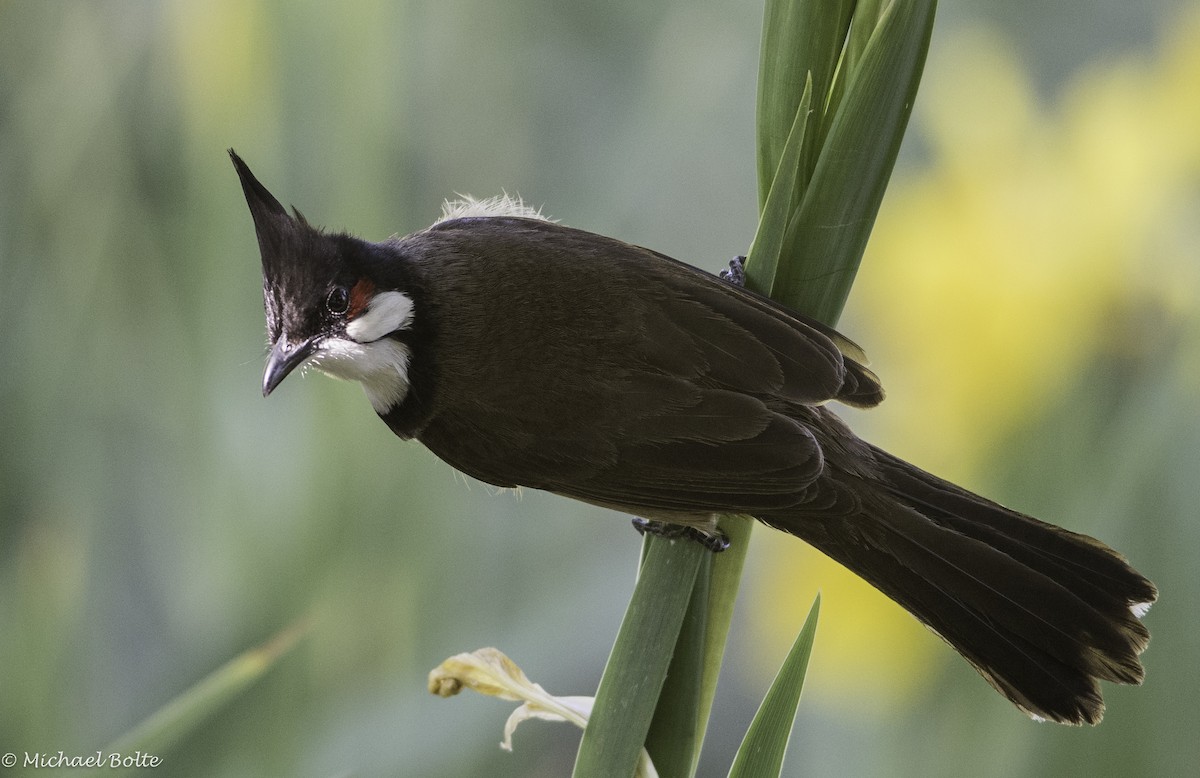 Red-whiskered Bulbul - Michael Bolte