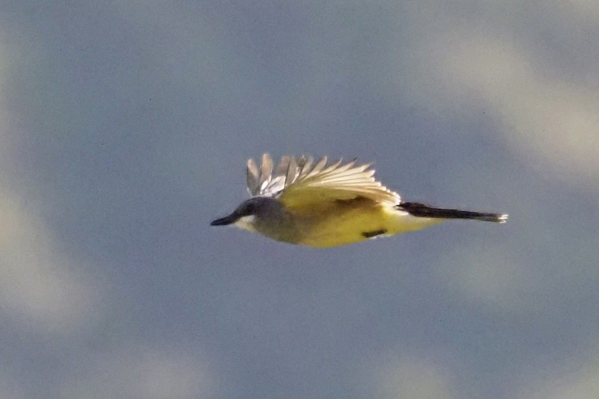 Cassin's Kingbird - ML567024601