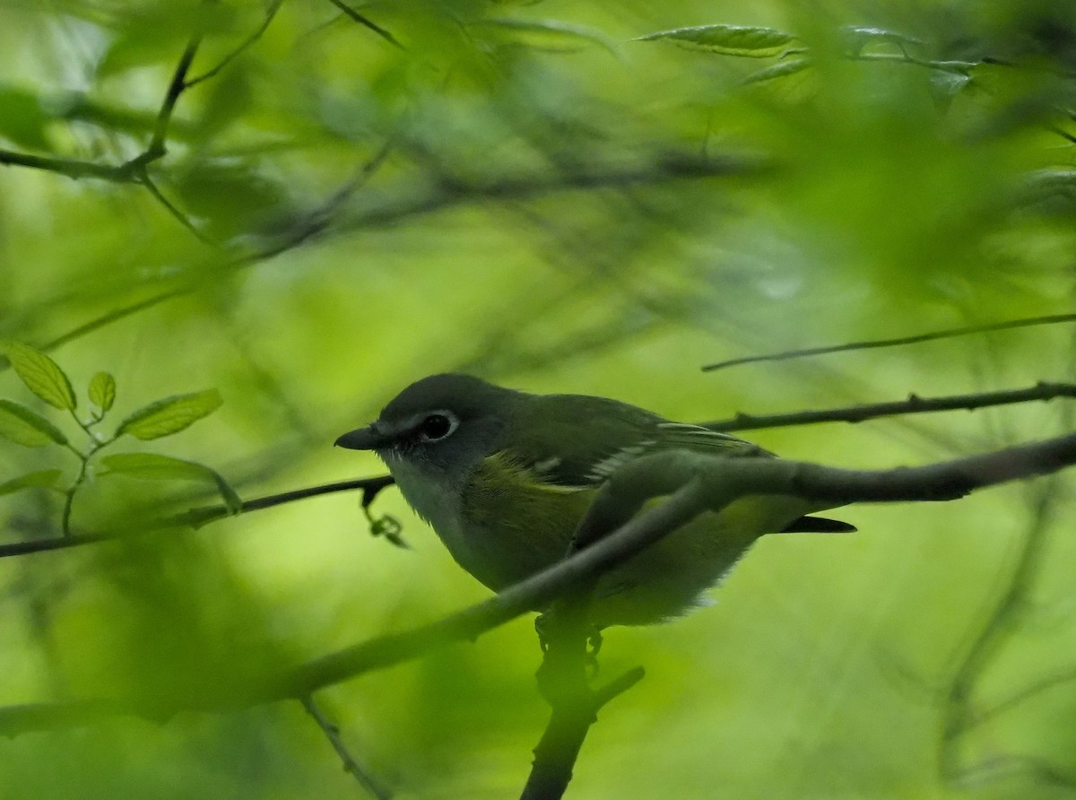 Mavi Başlı Vireo - ML567024901