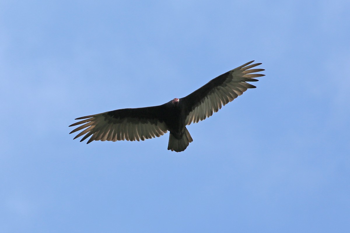 Turkey Vulture - ML567024911