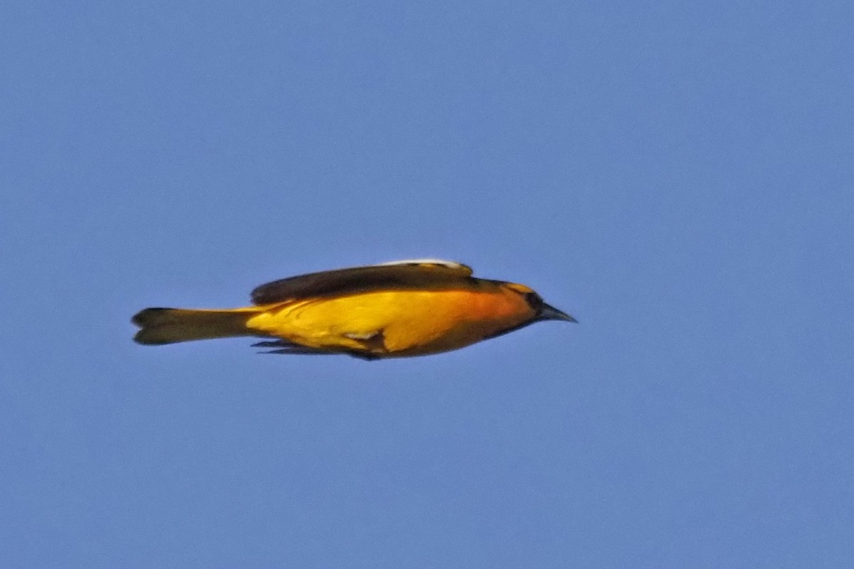 Bullock's Oriole - Dan Pierce