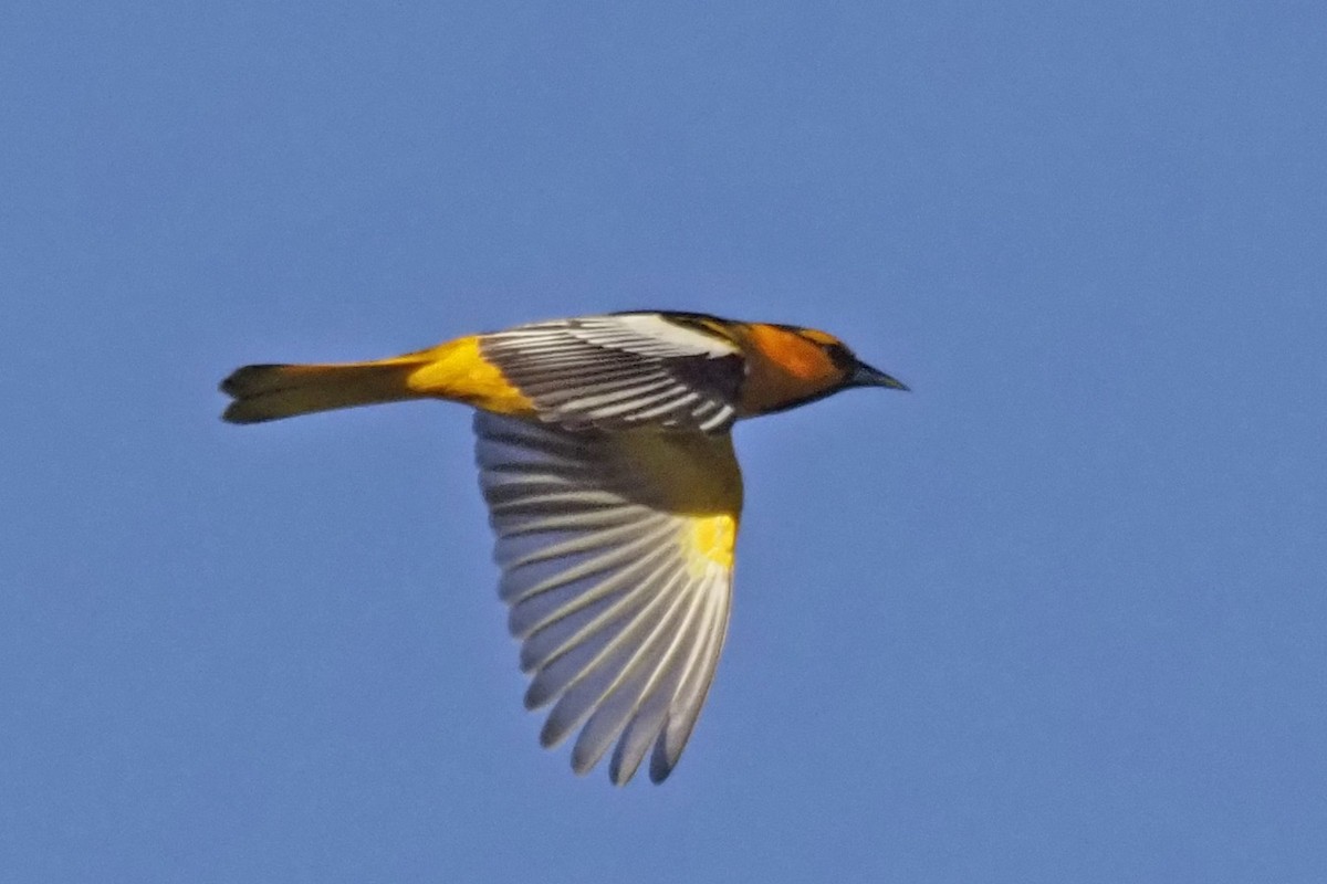 Bullock's Oriole - Dan Pierce