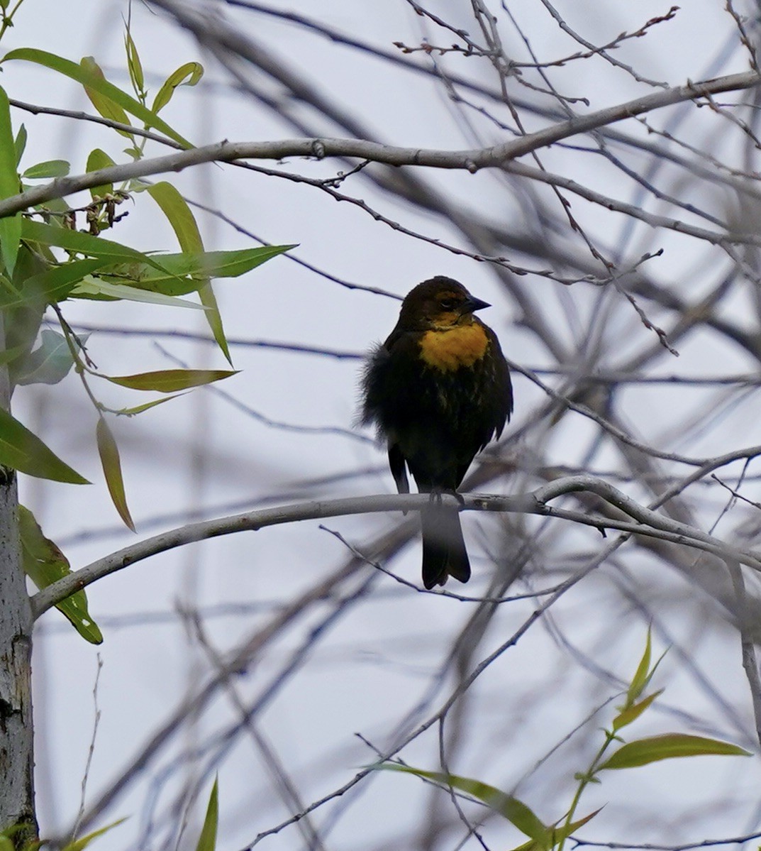 Yellow-headed Blackbird - ML567025041