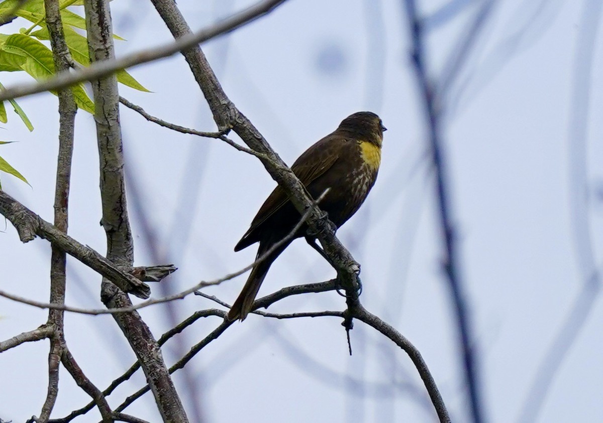 Yellow-headed Blackbird - ML567025051