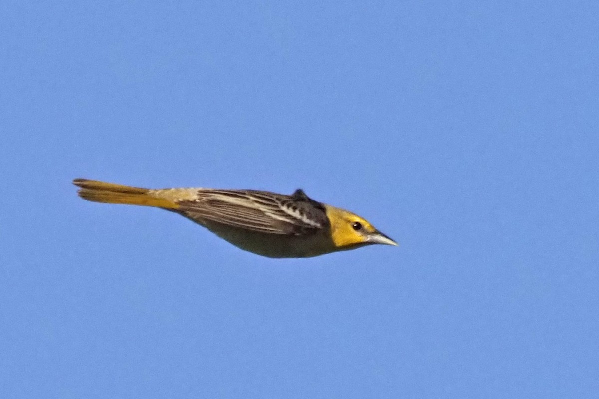 Bullock's Oriole - ML567025071