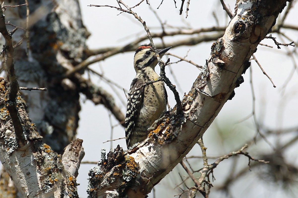 Ladder-backed Woodpecker - ML567025271