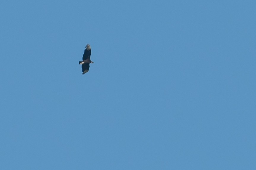 Black Vulture - ML56702551