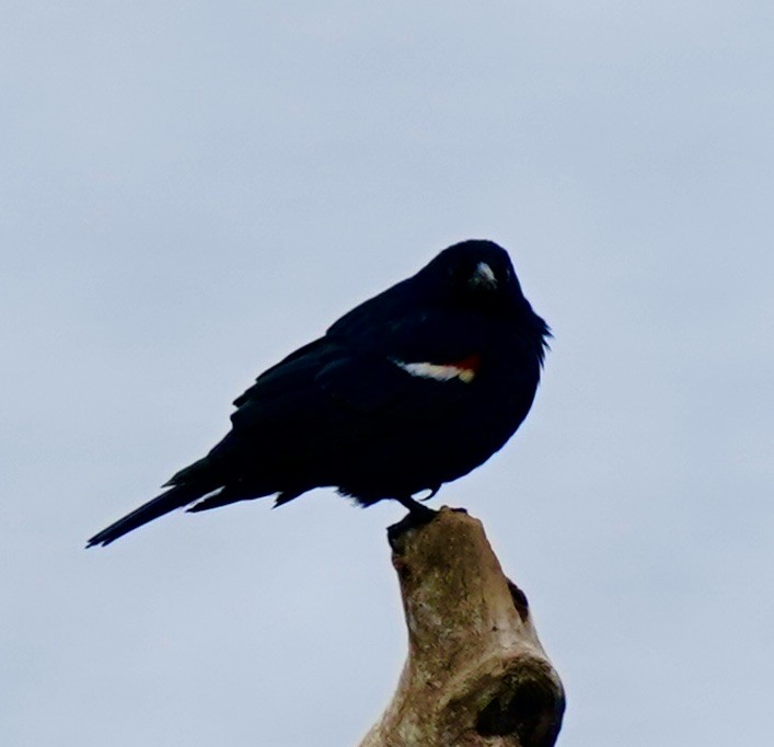 Tricolored Blackbird - ML567026781