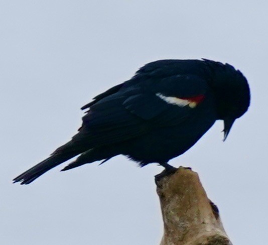 Tricolored Blackbird - ML567026791