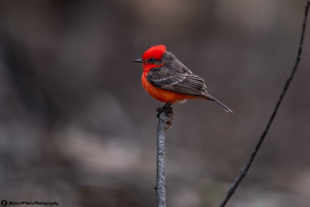 Vermilion Flycatcher - ML567027431