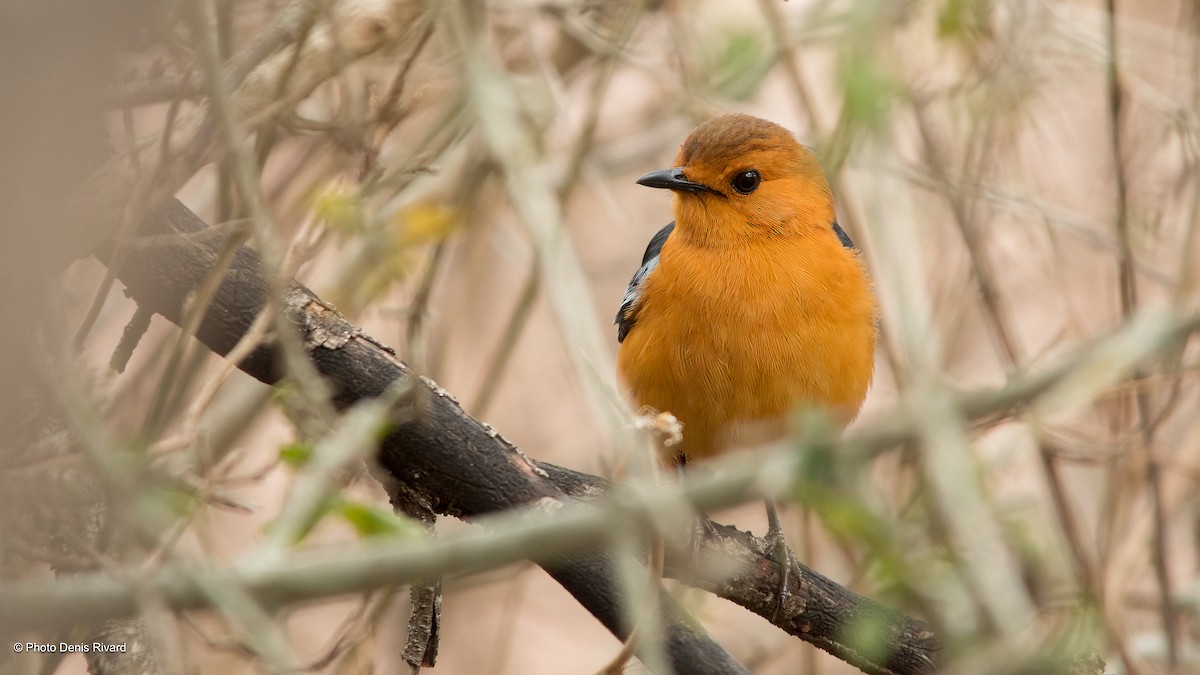 Red-capped Robin-Chat - ML567029081