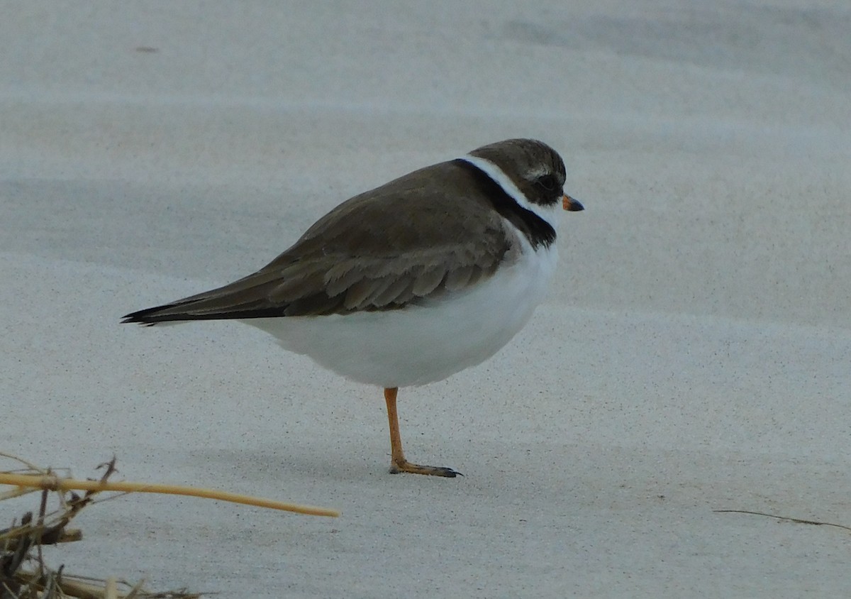 Semipalmated Plover - ML567029511