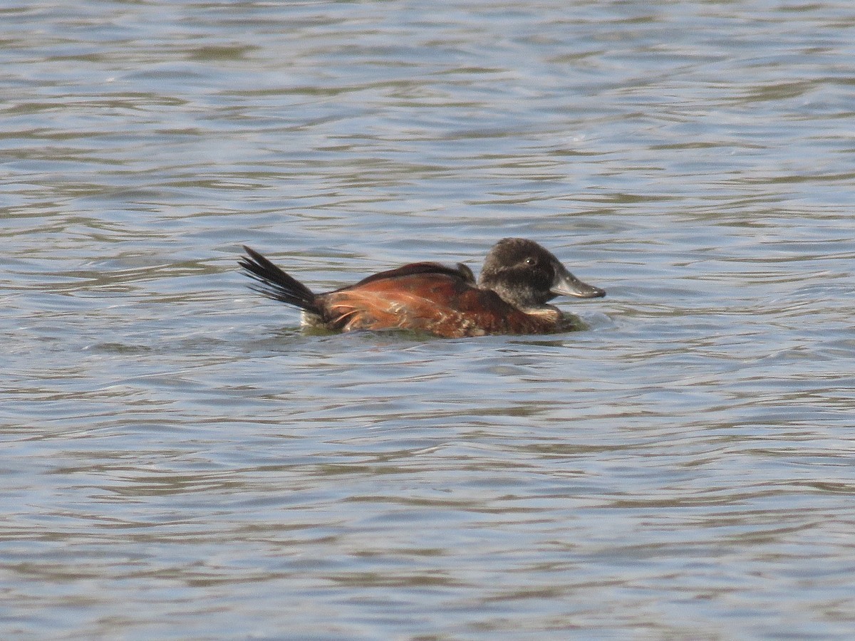 Andean/Lake Duck - ML567030211