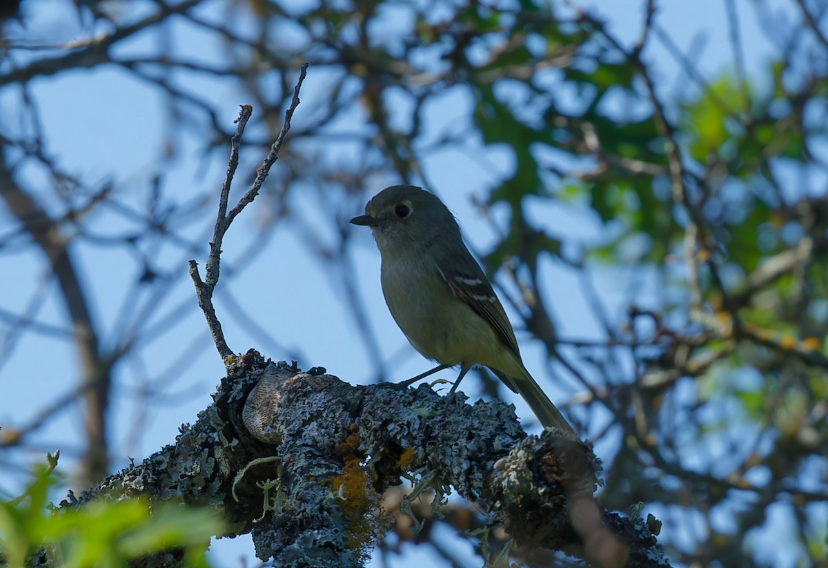 Hutton's Vireo - ML567030891