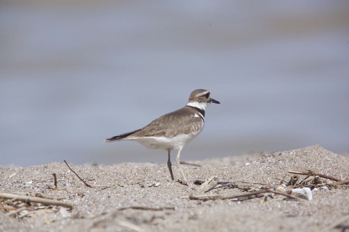 Killdeer - ML567032671