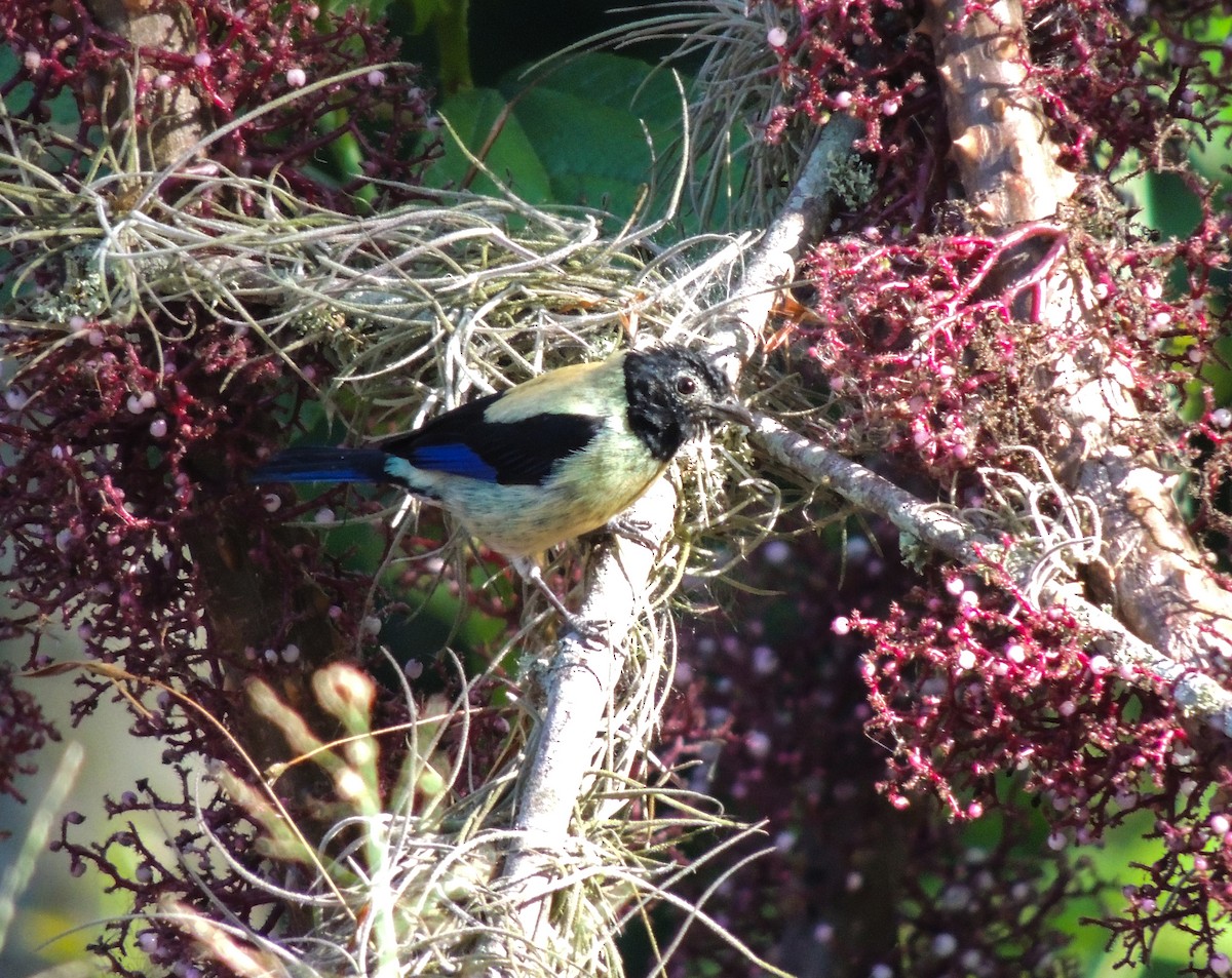 Blauflügeltangare - ML567034351