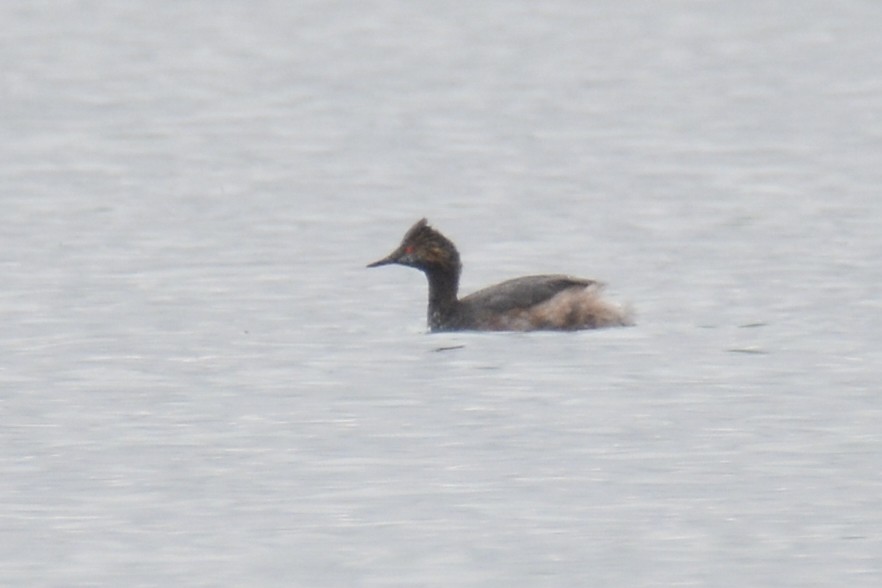 Eared Grebe - ML567035141