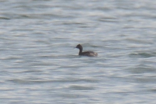 Eared Grebe - ML567035161