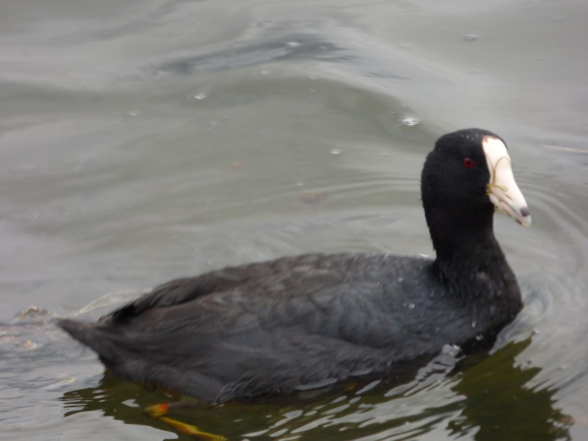 American Coot (White-shielded) - ML567036231