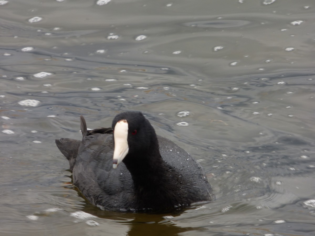 American Coot (White-shielded) - ML567036241