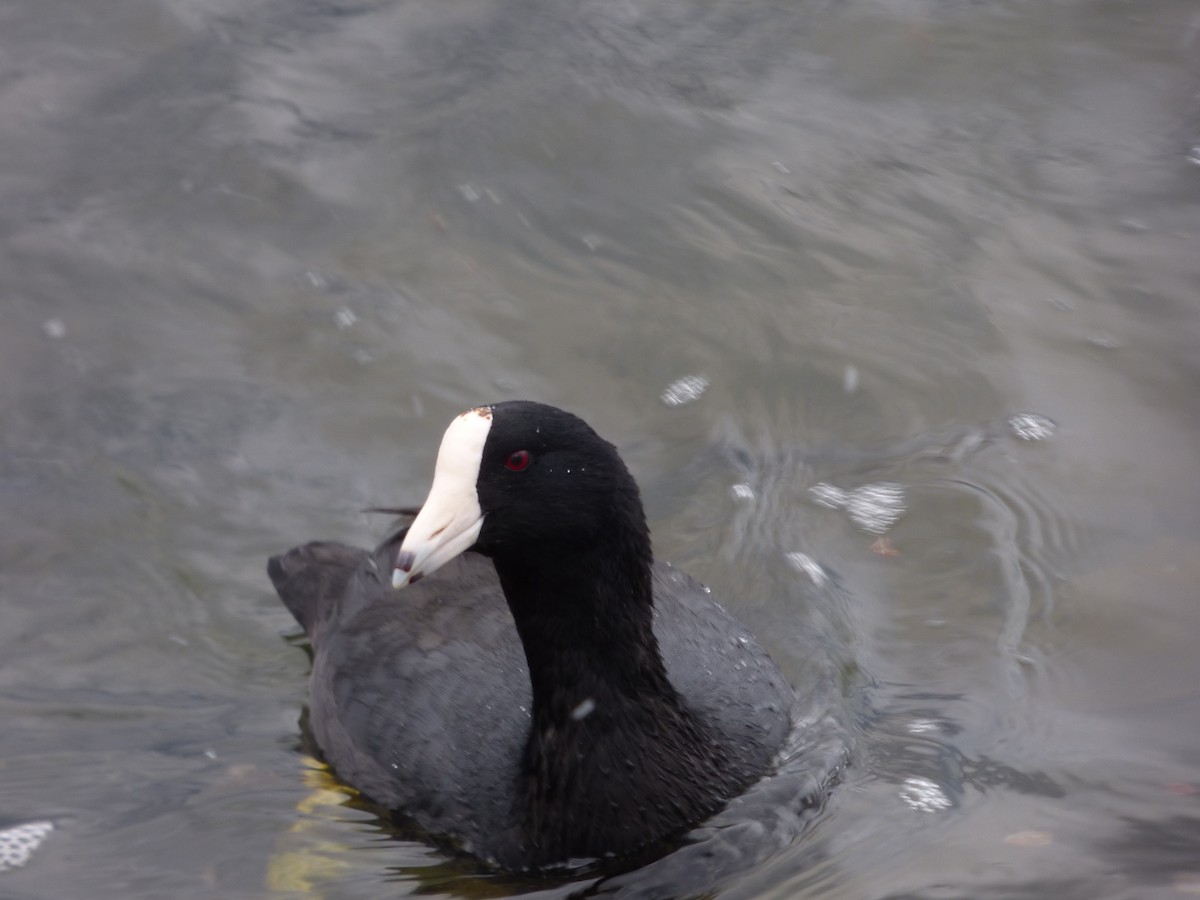 American Coot (White-shielded) - ML567036251