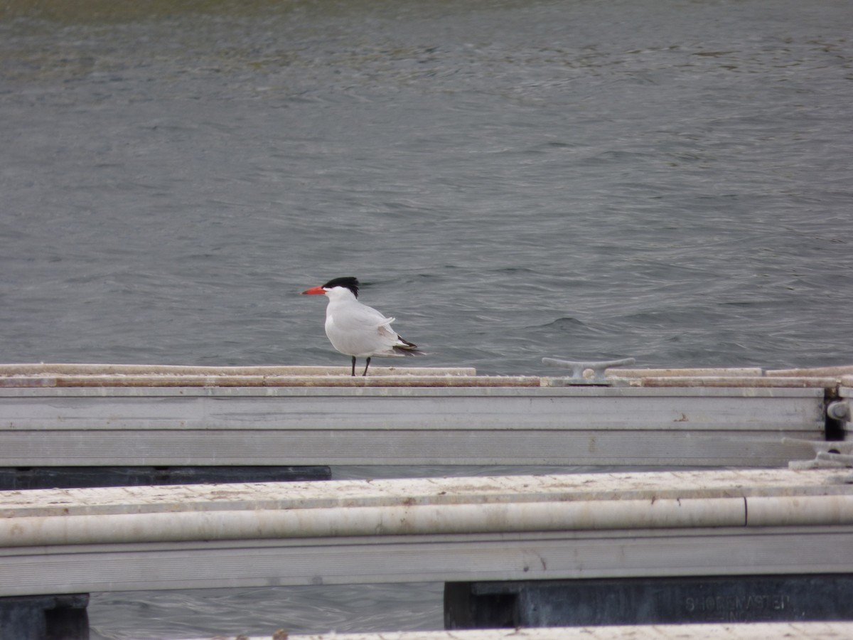 Caspian Tern - Kaitlyn Schneider