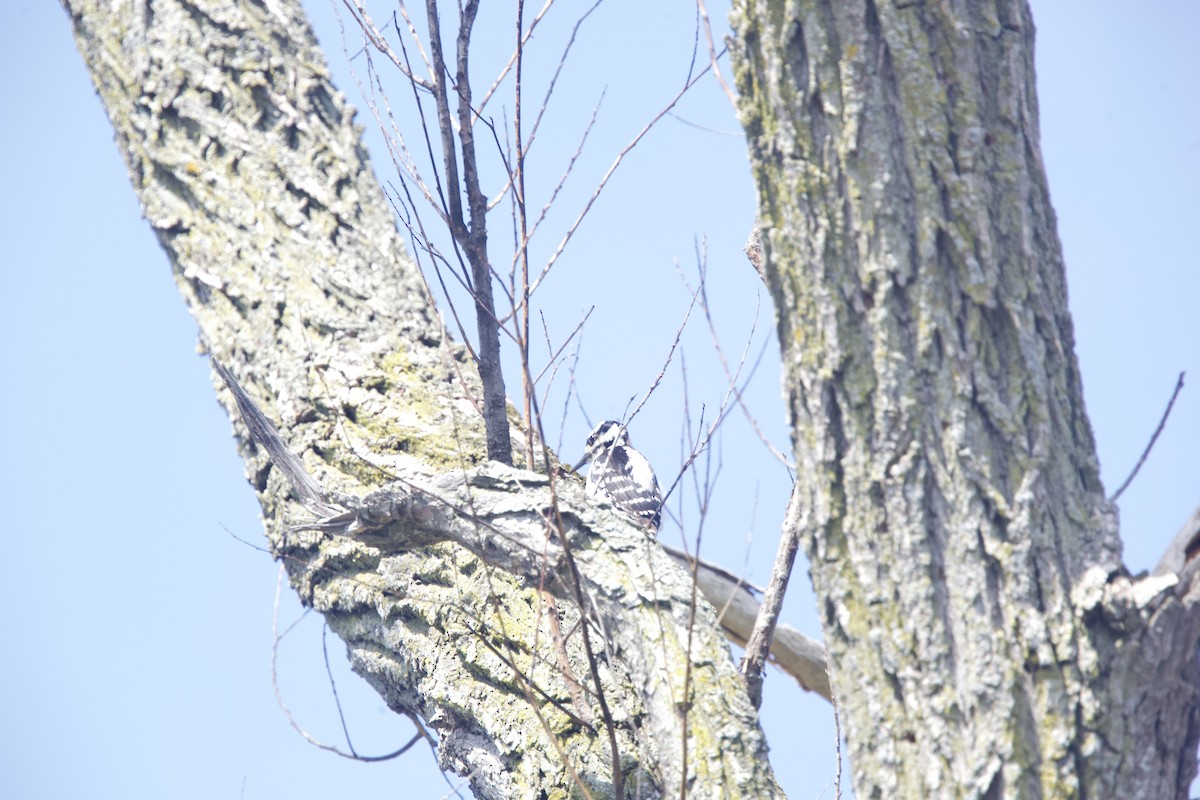 Hairy Woodpecker - ML567037321