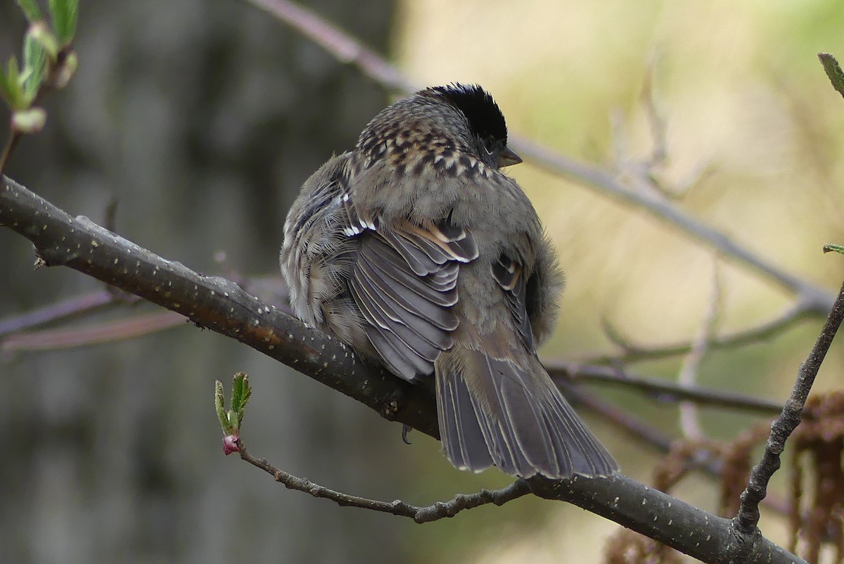 Golden-crowned Sparrow - ML567037421