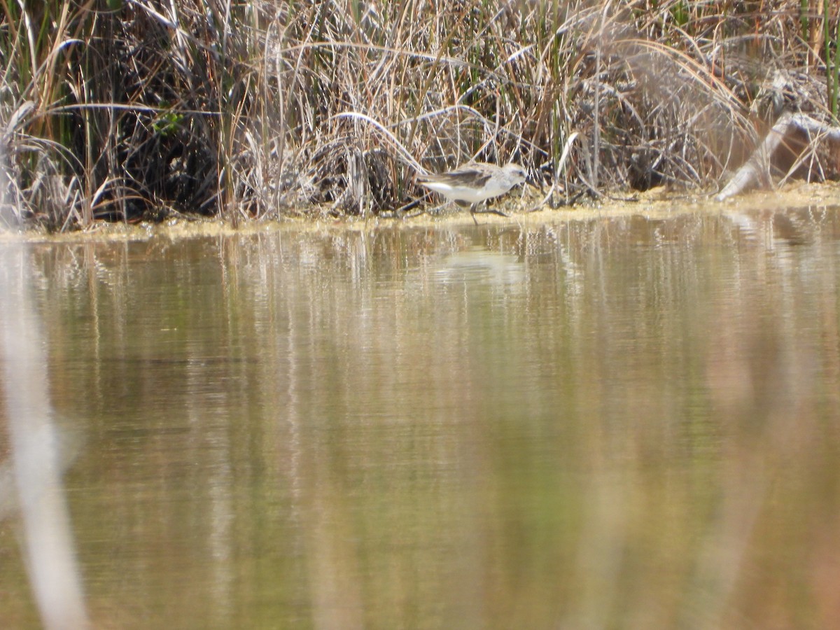 Semipalmated Sandpiper - ML567037511