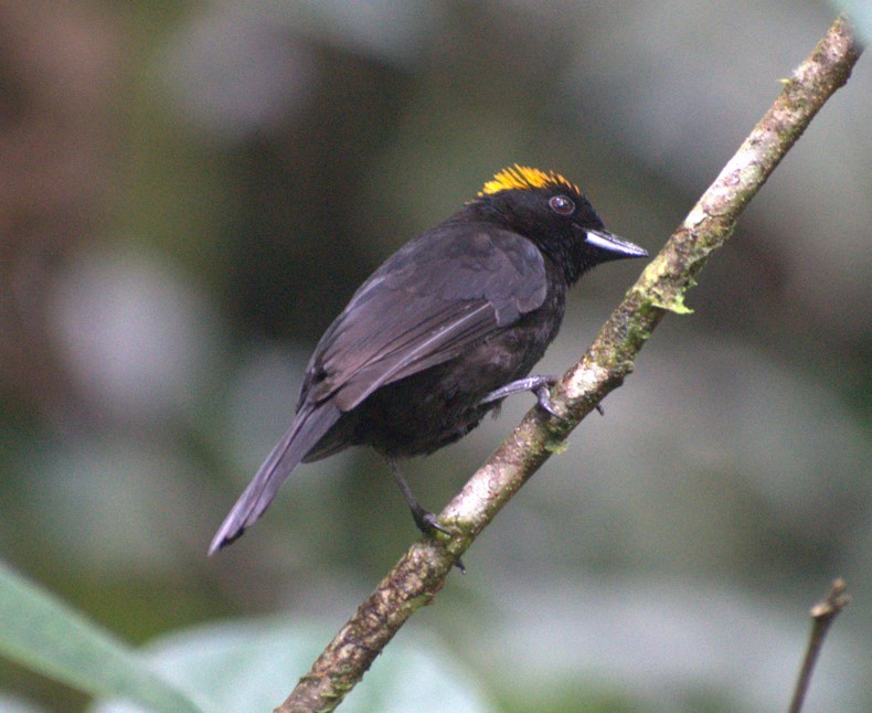 Tawny-crested Tanager - ML567038461