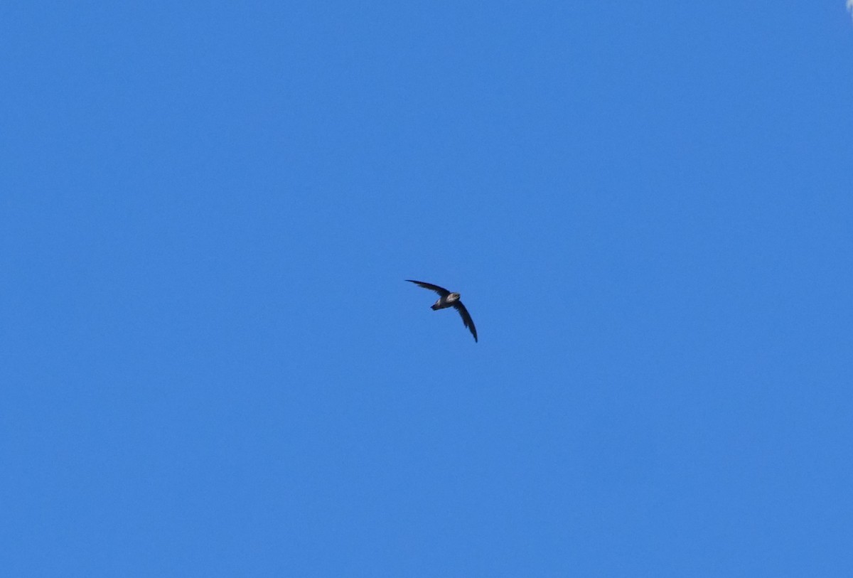 Philippine Swiftlet - ML567038711