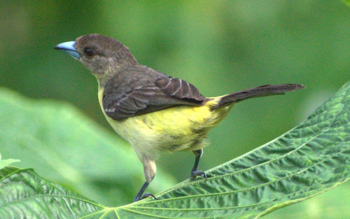 Flame-rumped Tanager - ML567039221