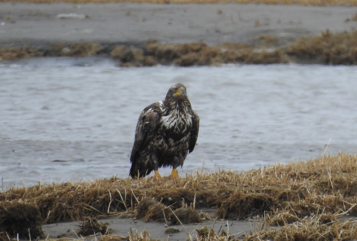 Bald Eagle - ML567039351