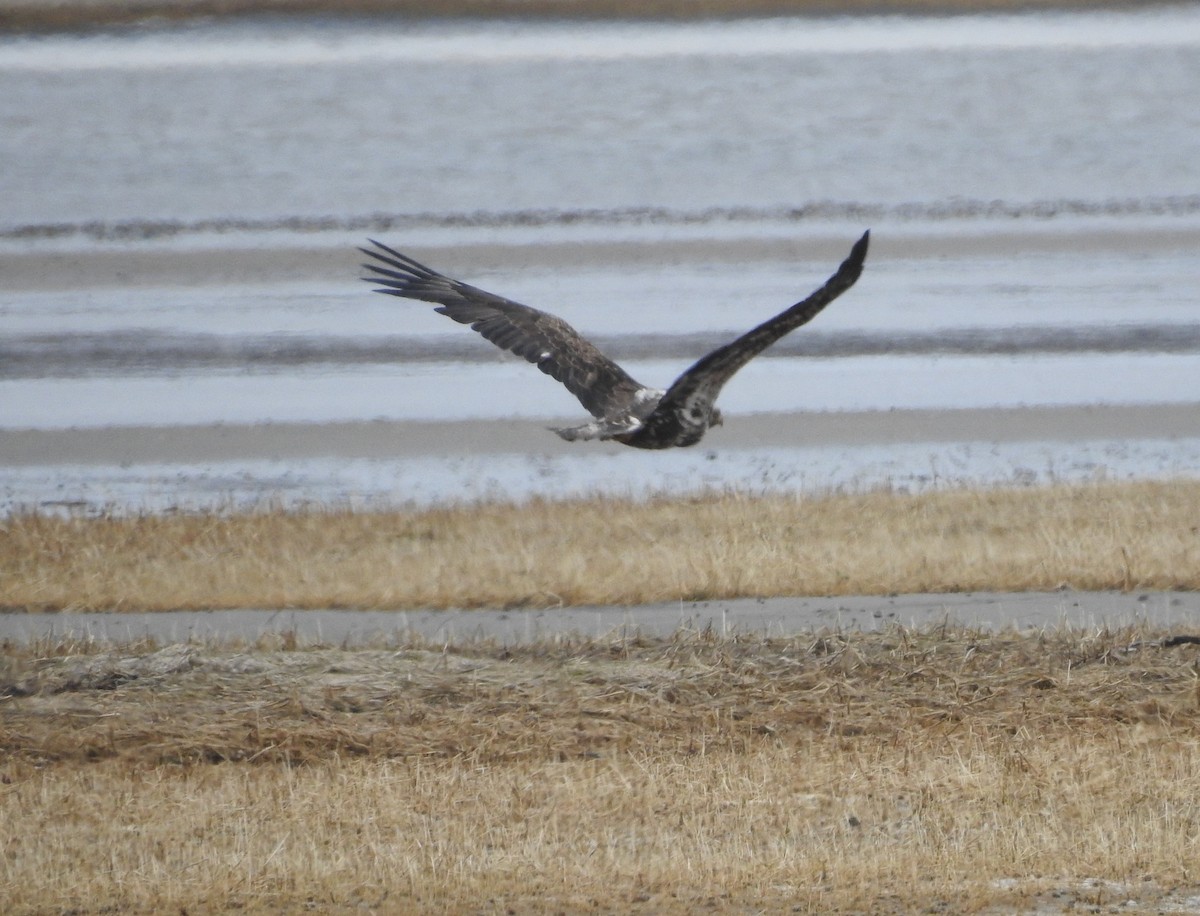 Bald Eagle - ML567039361