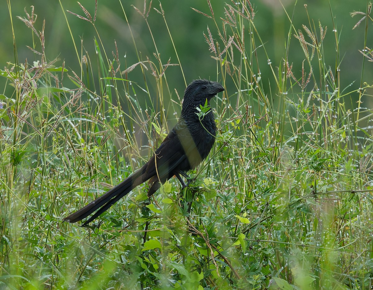 Groove-billed Ani - ML567039751