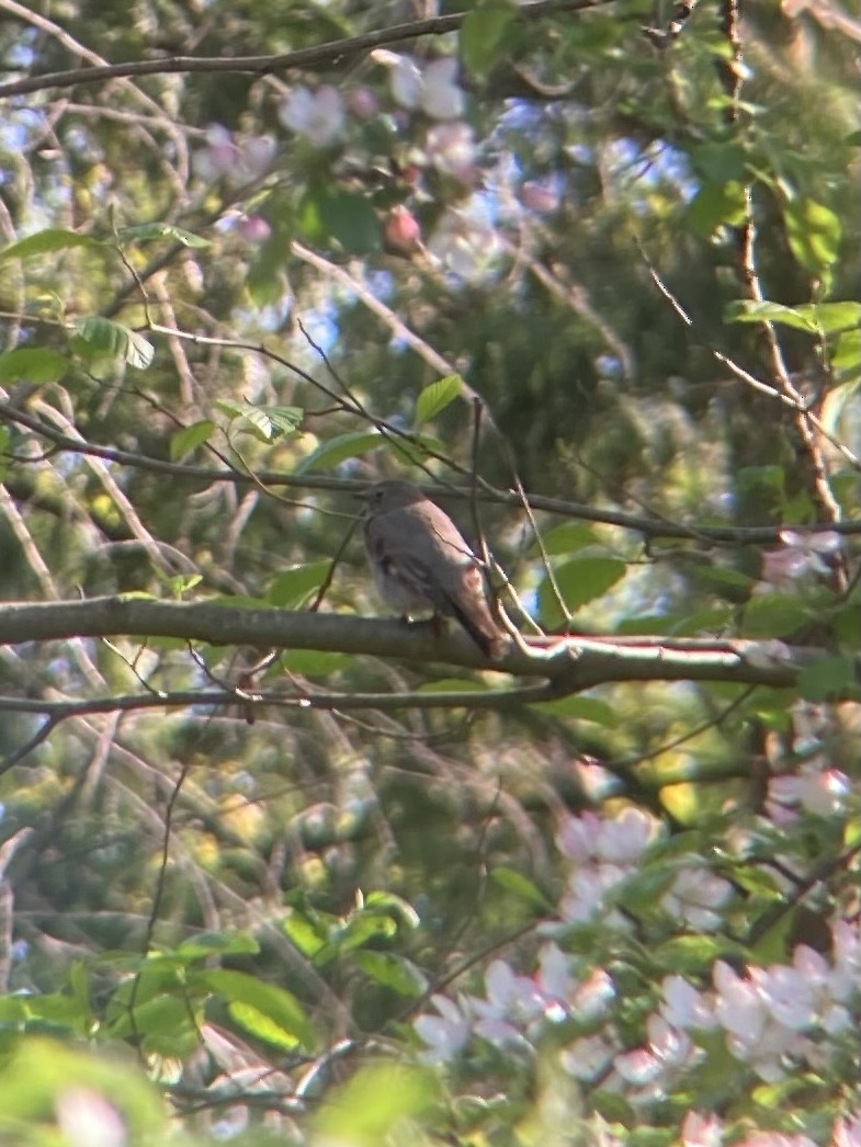 Townsend's Solitaire - ML567040211