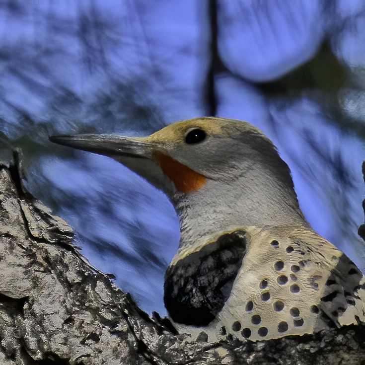 Northern Flicker - ML567040941