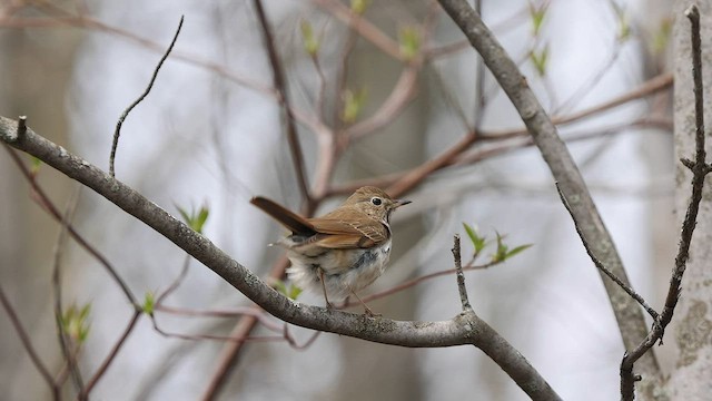 Hermit Thrush - ML567041681