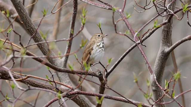 Hermit Thrush - ML567041761