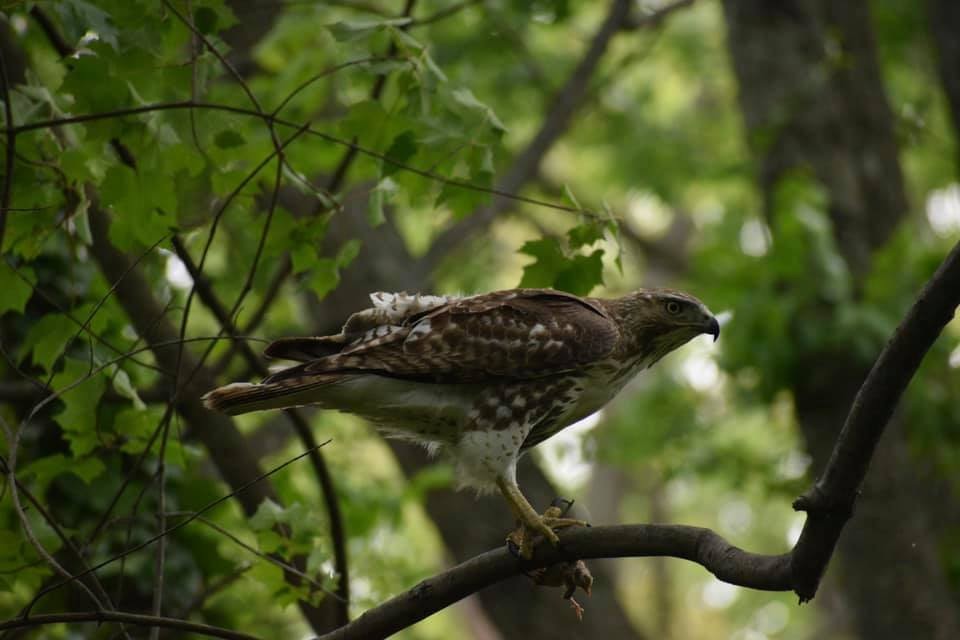 Red-tailed Hawk - ML567042101