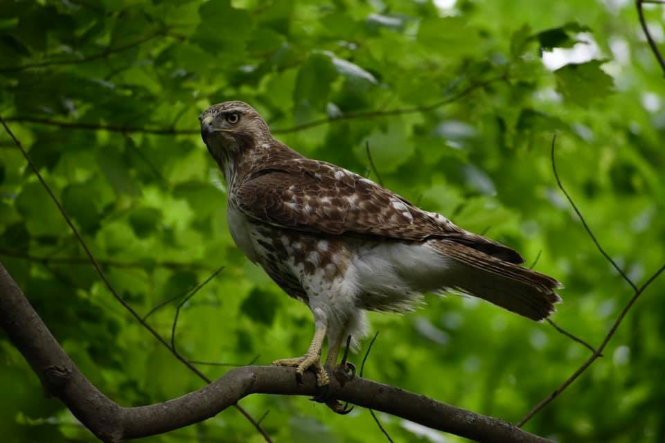 Red-tailed Hawk - ML567042111