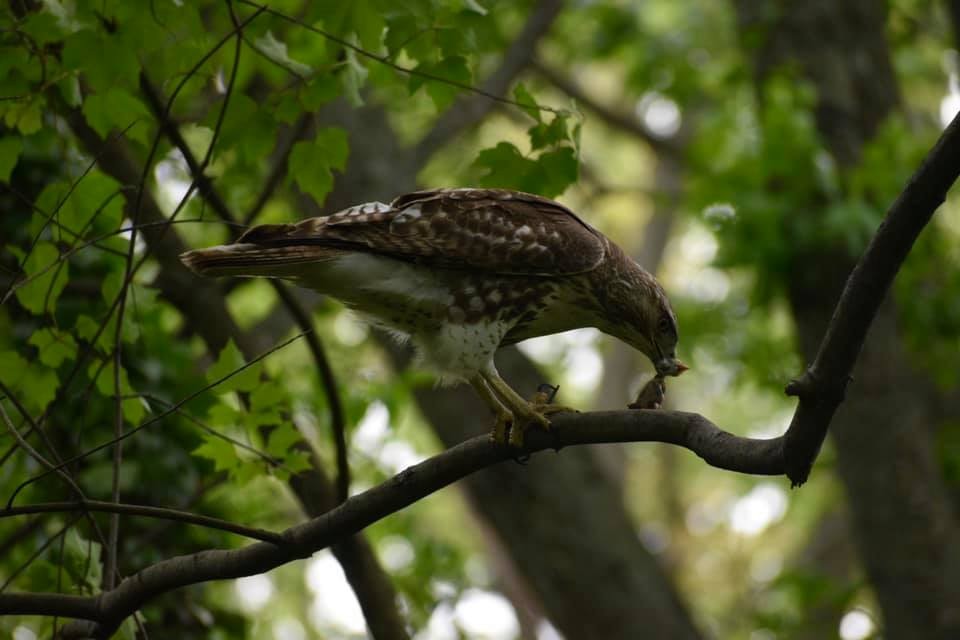 Red-tailed Hawk - ML567042121